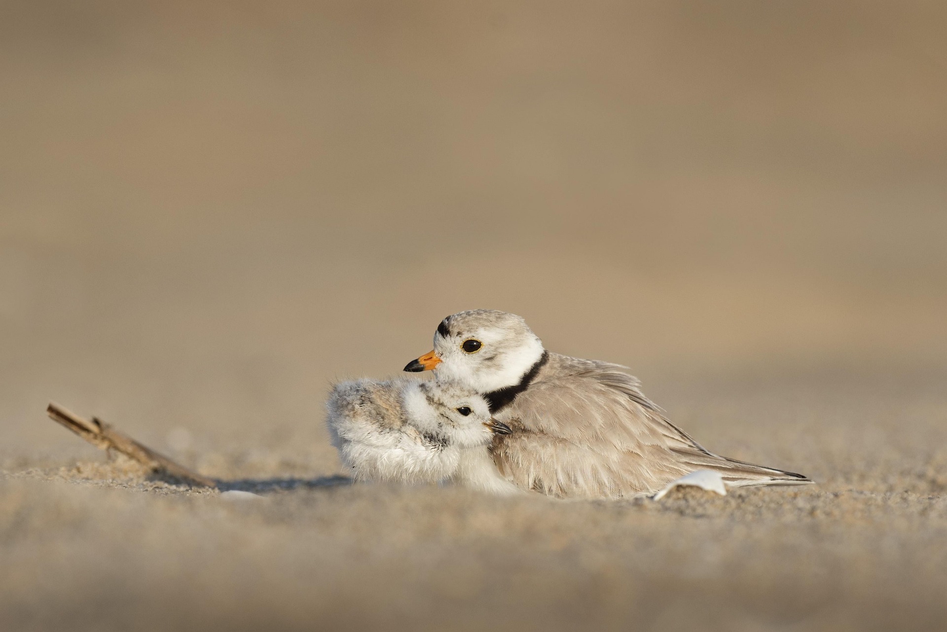Baby bird and mom cuddling on beach sand