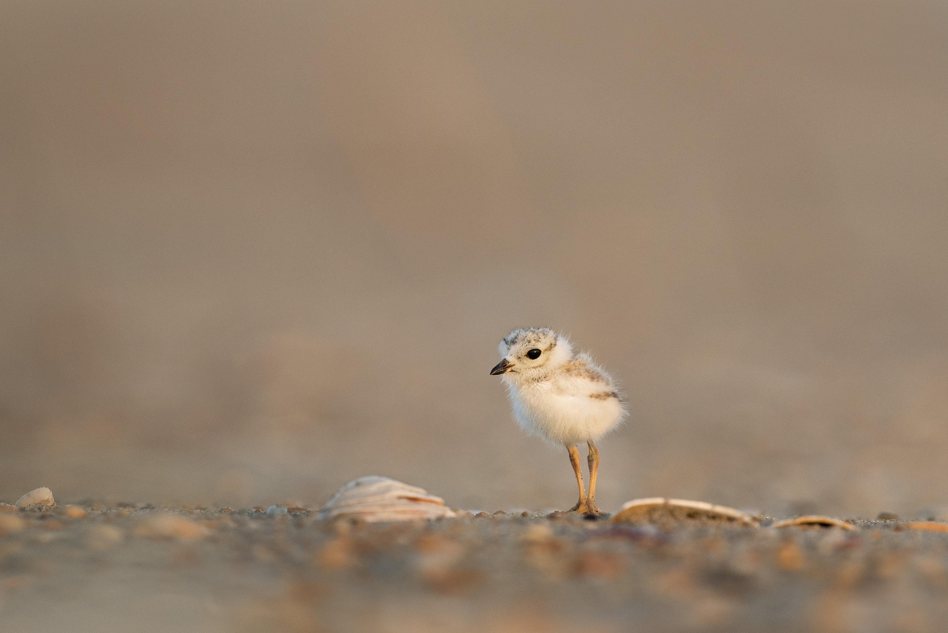 Baby bird on beach
