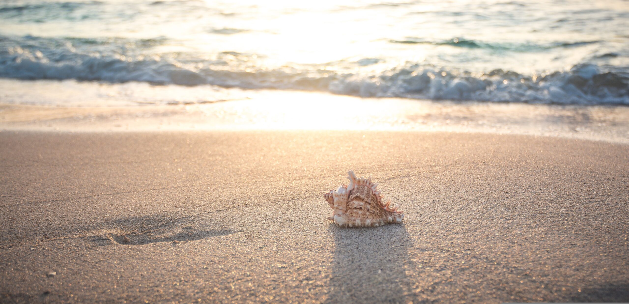Shell on beach at sunset