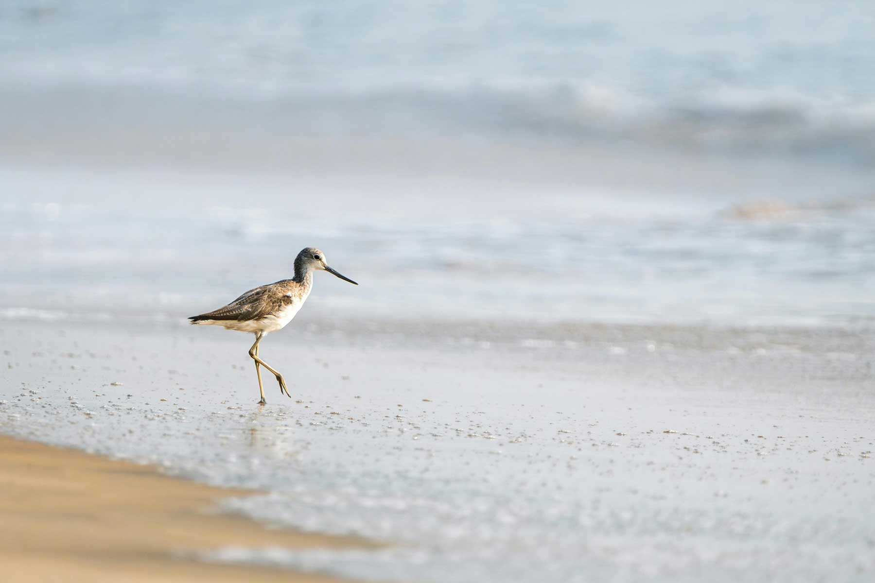 Small bird walking in water on beach for Coast Nutrition Co who teaches you the Calm Eating Method