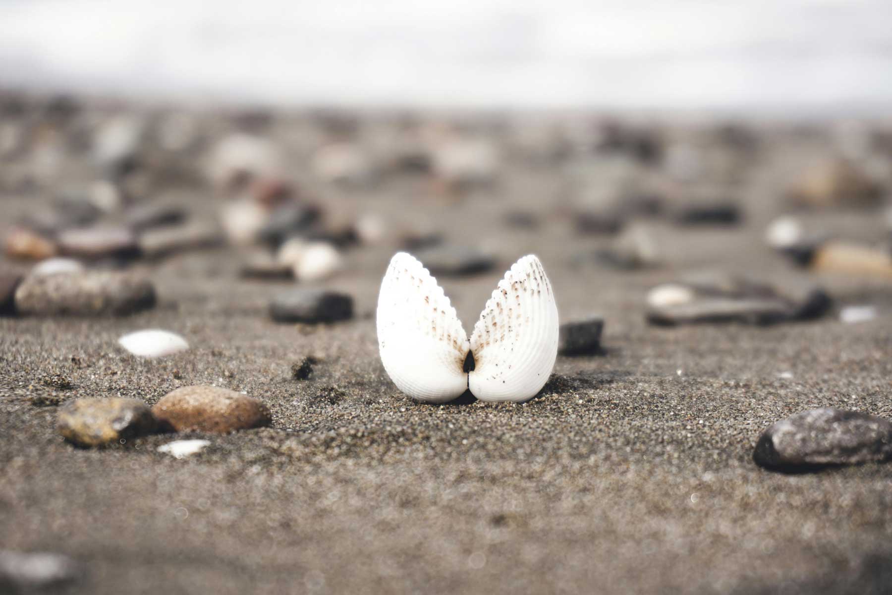 Shells that look like angel wings for Coast Nutrition Co who teaches you the Calm Eating Method