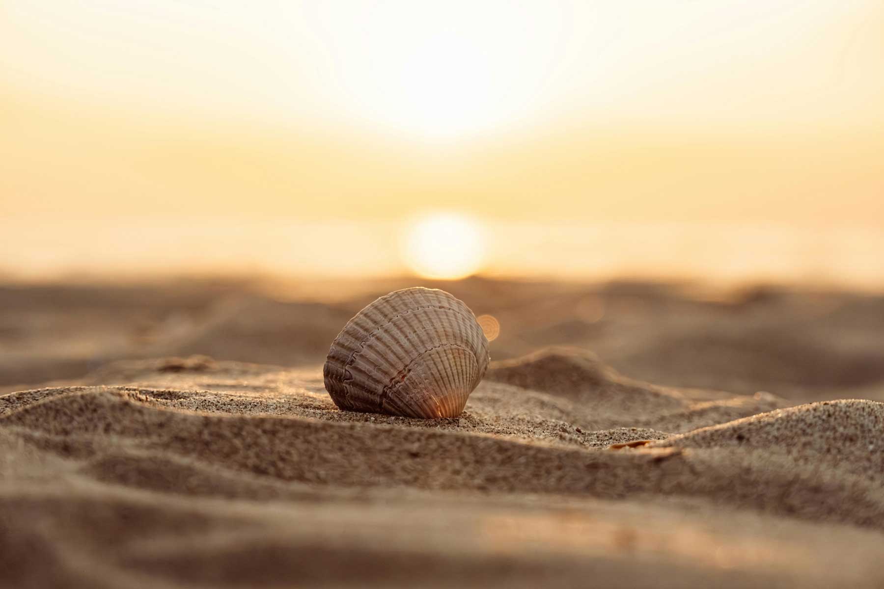 Shell on beach at sunset for Coast Nutrition Co who teaches you the Calm Eating Method